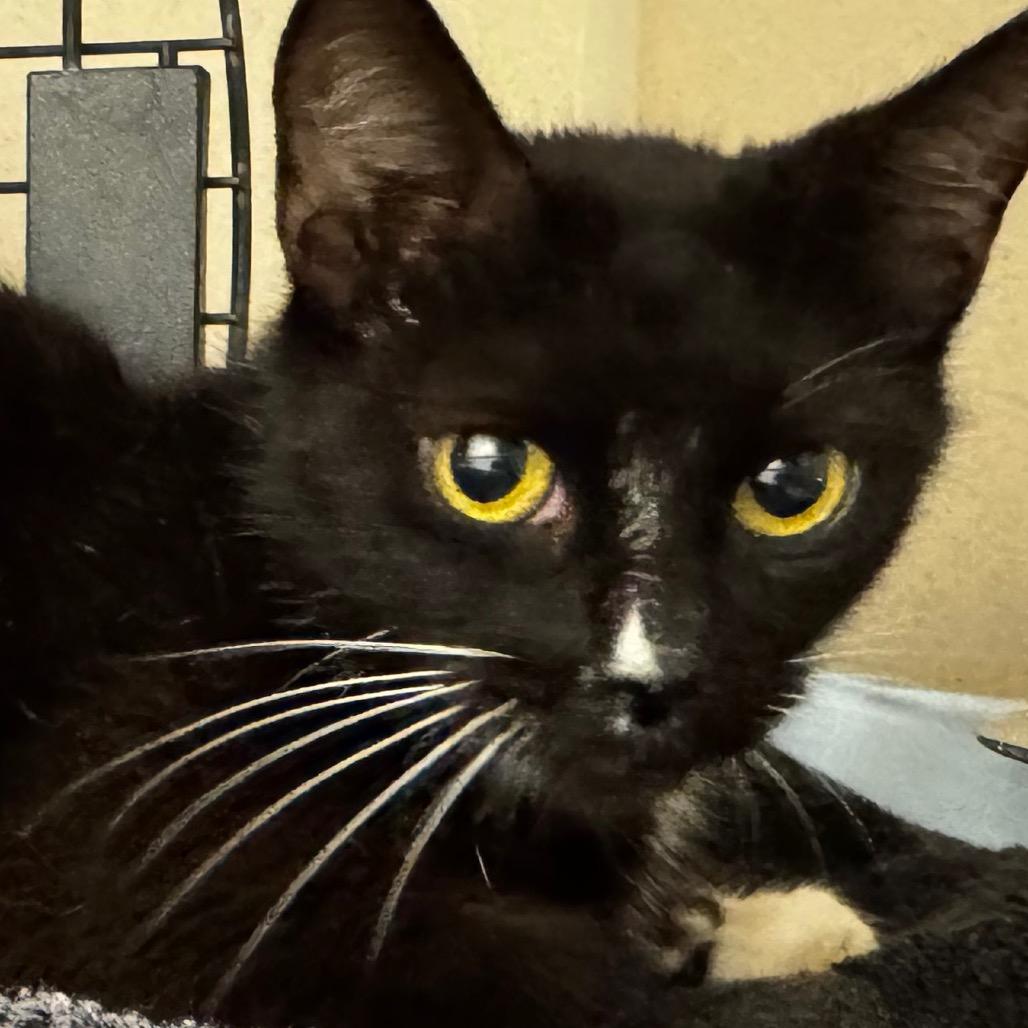 Enlarge Mona, a Adoptable mixed breed in Concord, NC image 1/2