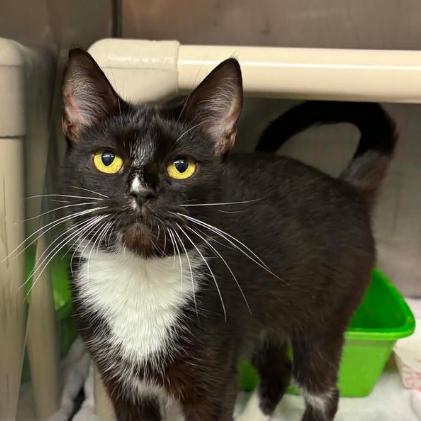 Enlarge Mona, a Adoptable mixed breed in Concord, NC image 2/2