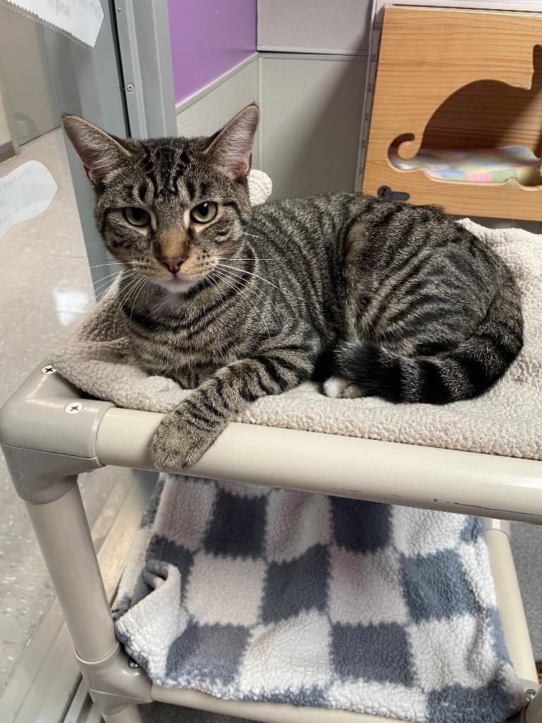 Erik & Lyle, Adoptable, Young Male Domestic Short Hair.