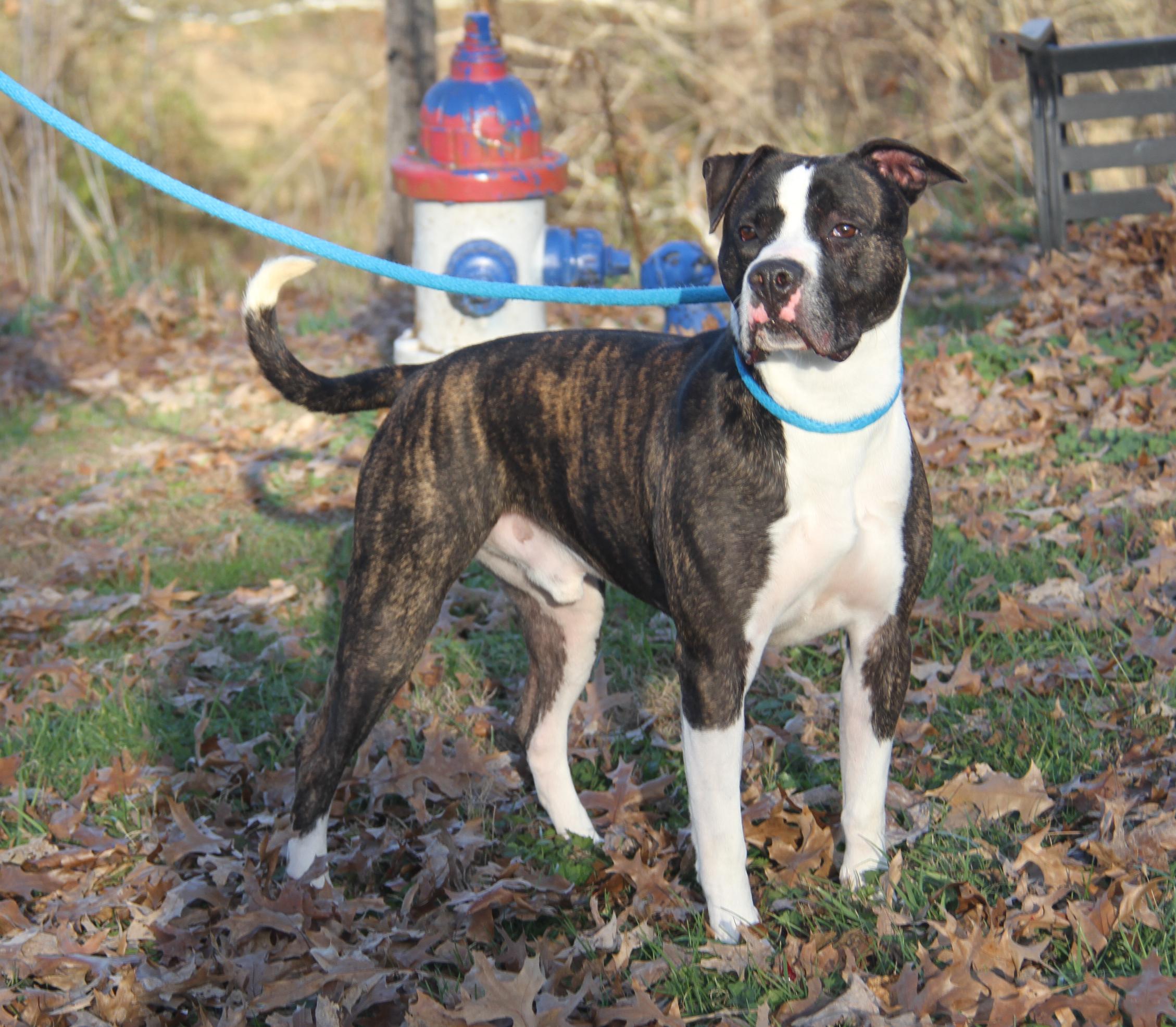 Spice (Neutered) (Photos 11/13/2025)