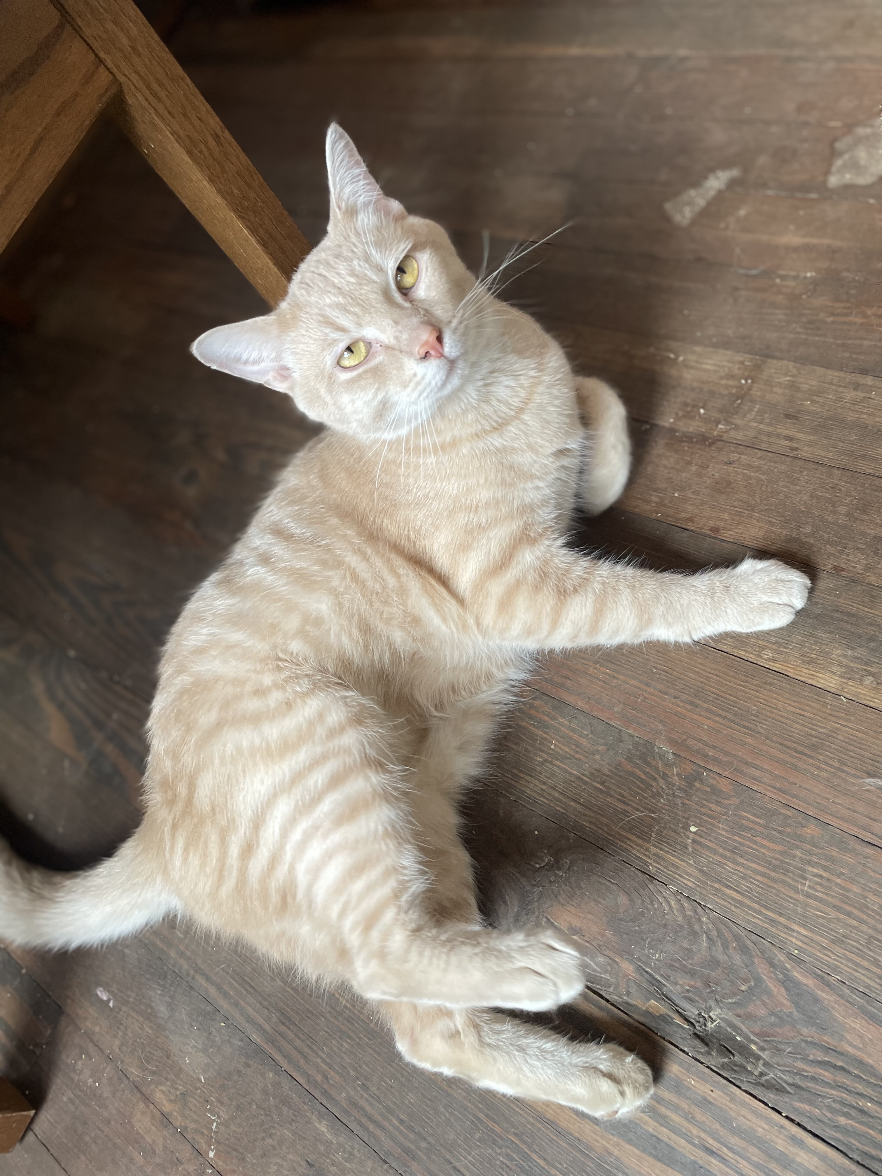 Jessie, Adopted, Young Male American Shorthair.