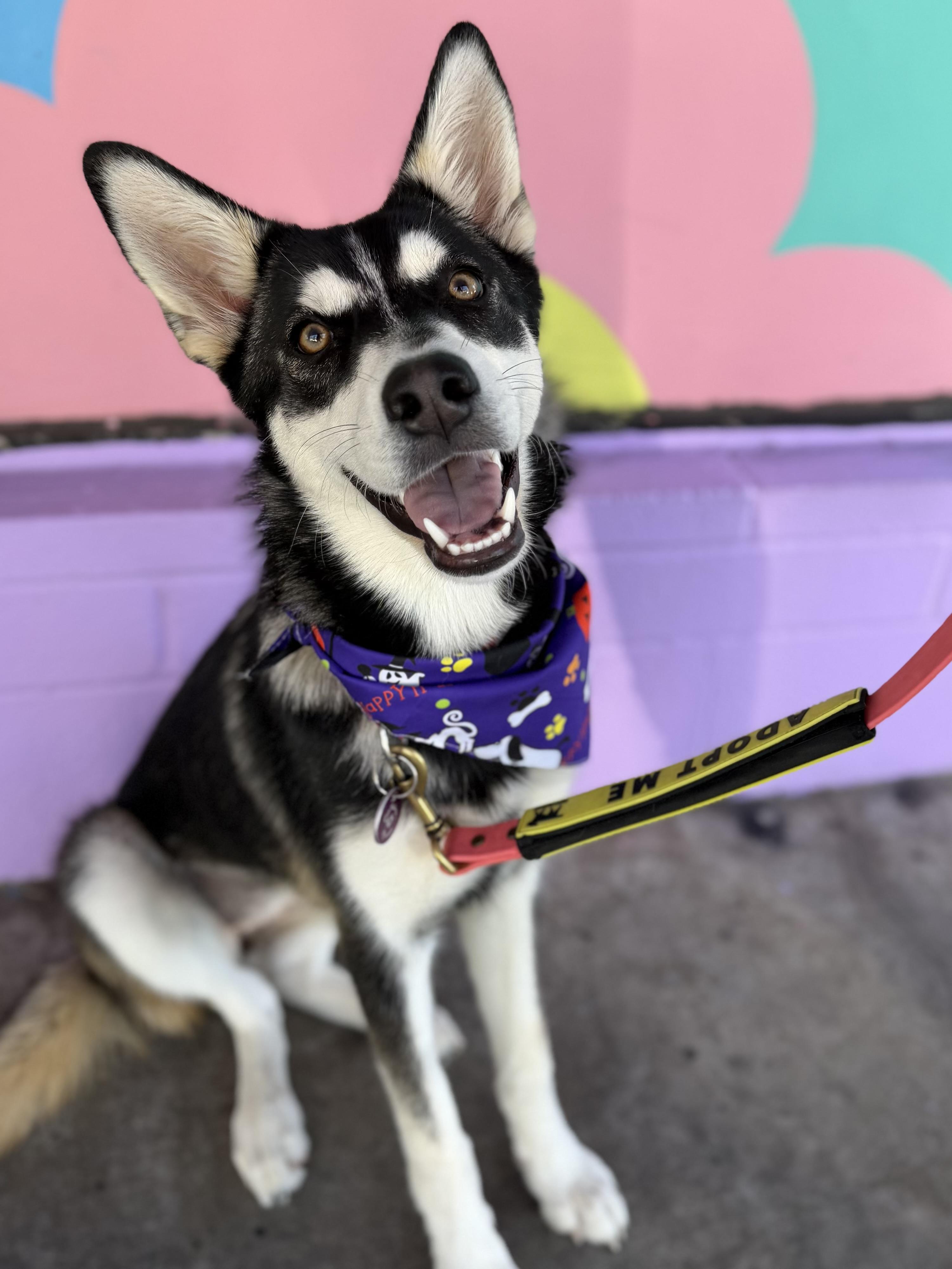 Velma, Adoptable, Young Female Husky.