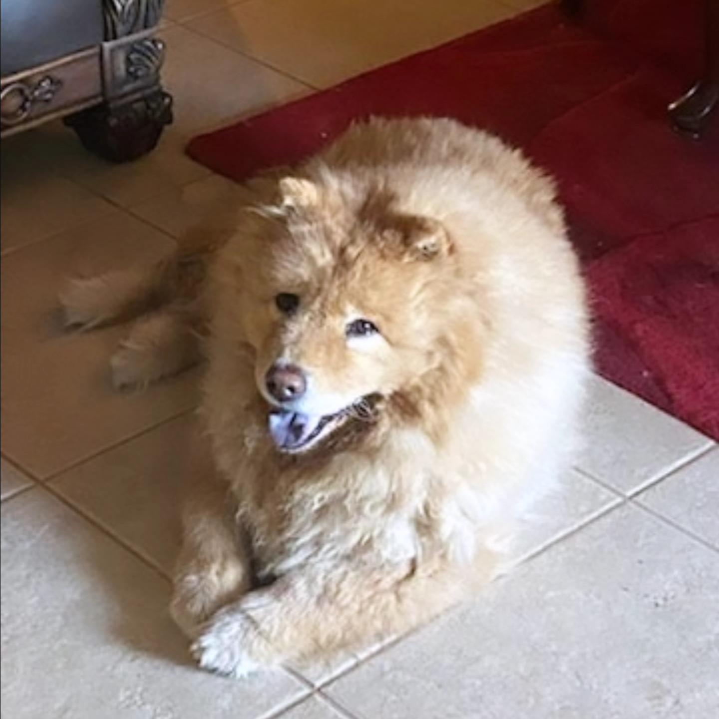 Buddi, a Adoptable Chow Chow in Houston, TX image 3/4