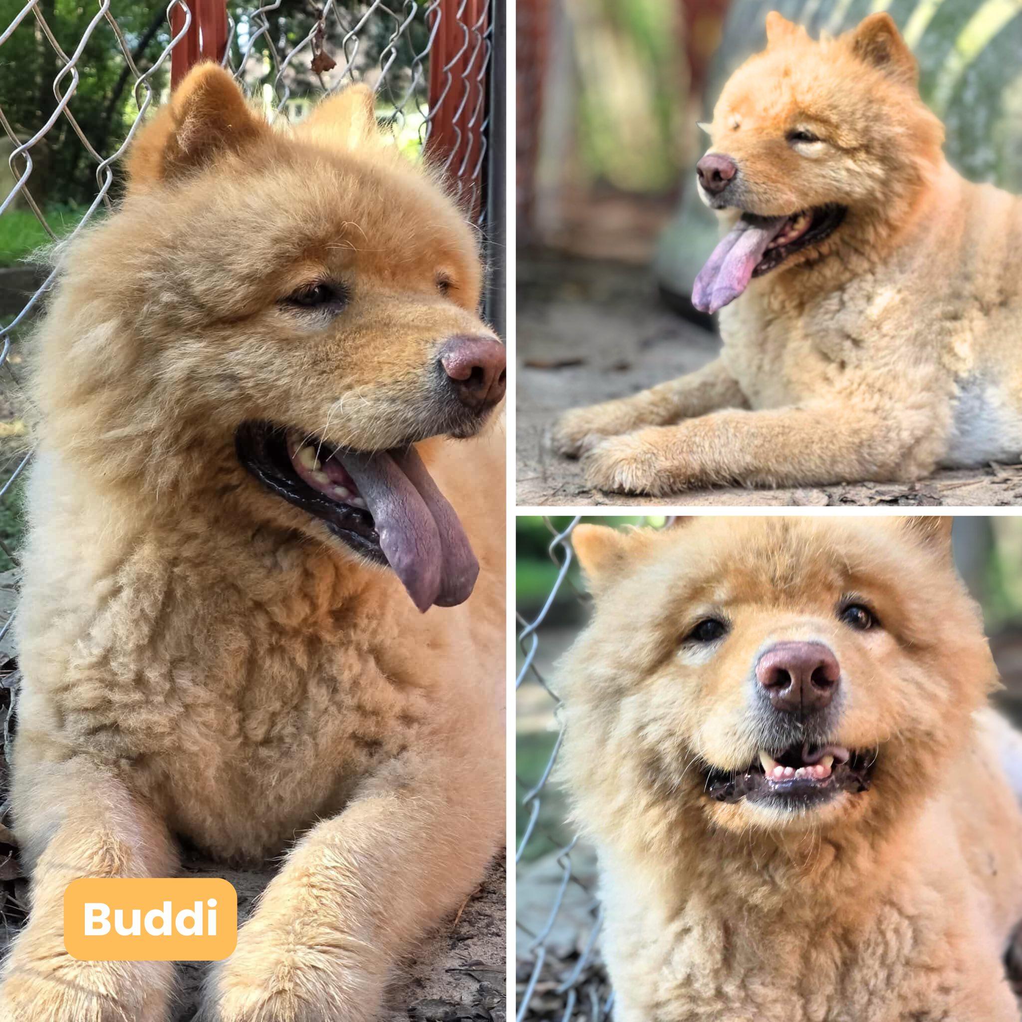 Buddi, a Adoptable Chow Chow in Houston, TX image 4/4