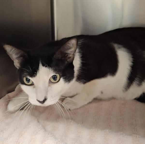 Hilda, Adoptable, Senior Female Domestic Short Hair.