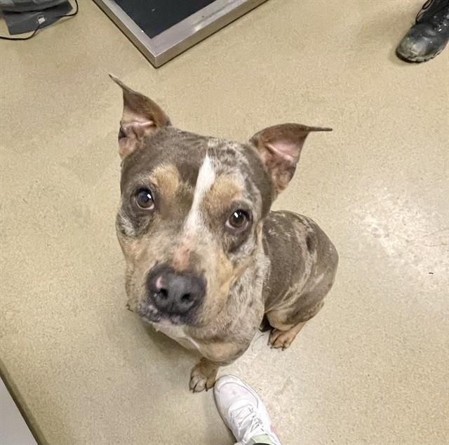 PFIZER, Adoptable, Young Male Pit Bull Terrier & Mixed Breed.