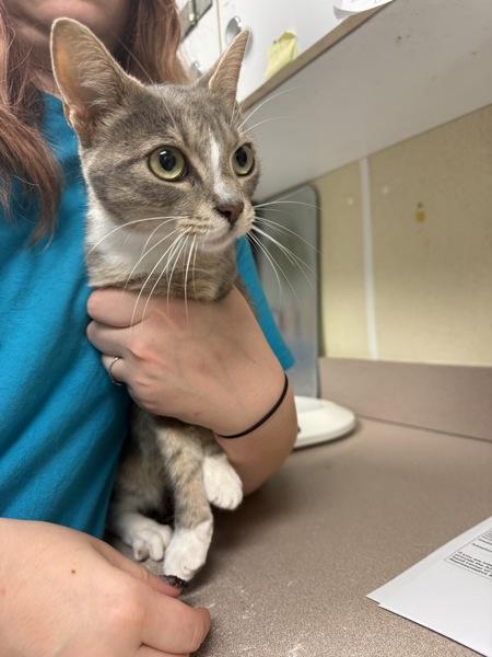 Cardigan, Adoptable, Adult Female Domestic Short Hair.