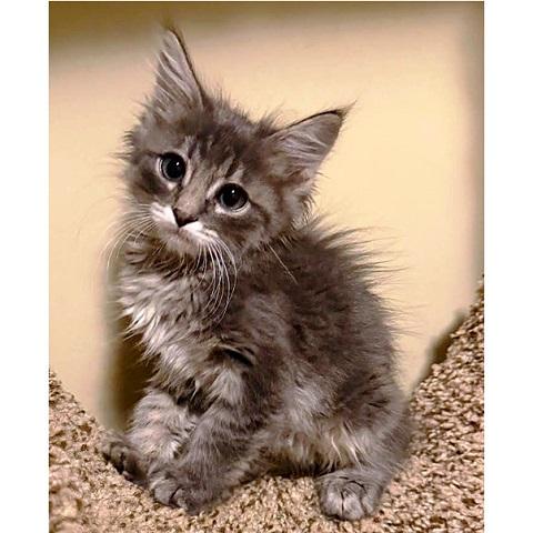 George, Adopted, Kitten Male Tabby.