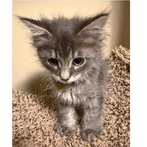 Enlarge George, a Adopted Tabby in Salt Lake City, UT image 2/3