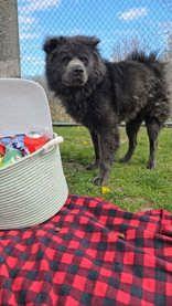 Lil Bear, ADOPTABLE, Adult Male Mixed Breed.