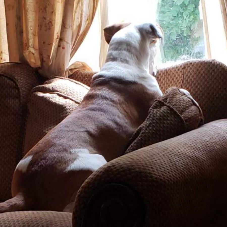 Remy, Adoptable, Adult Male Mixed Breed.