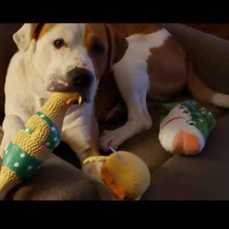 Enlarge Remy, a Adoptable Mixed Breed in Huntington, WV image 2/6