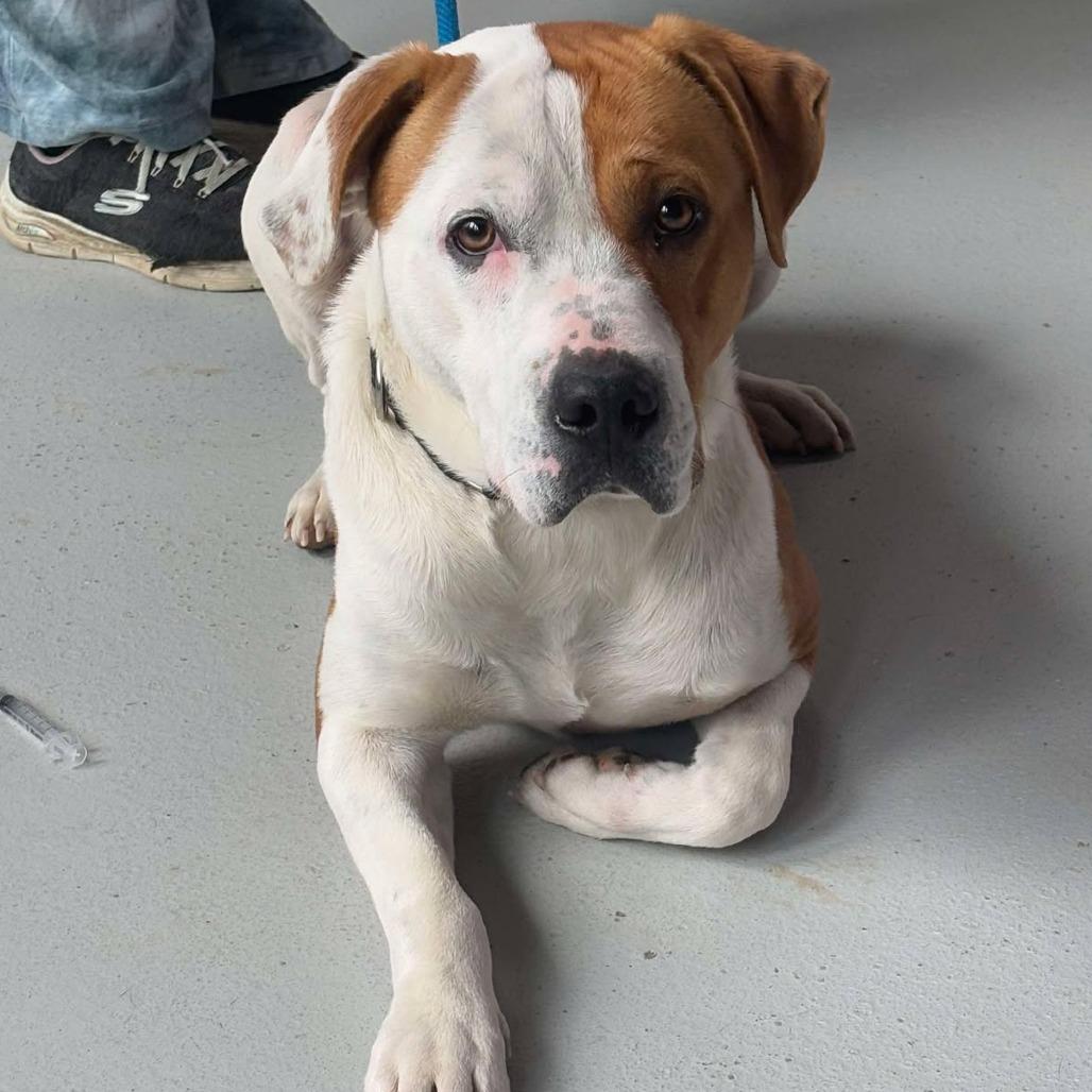 Enlarge Remy, a Adoptable Mixed Breed in Huntington, WV image 3/6