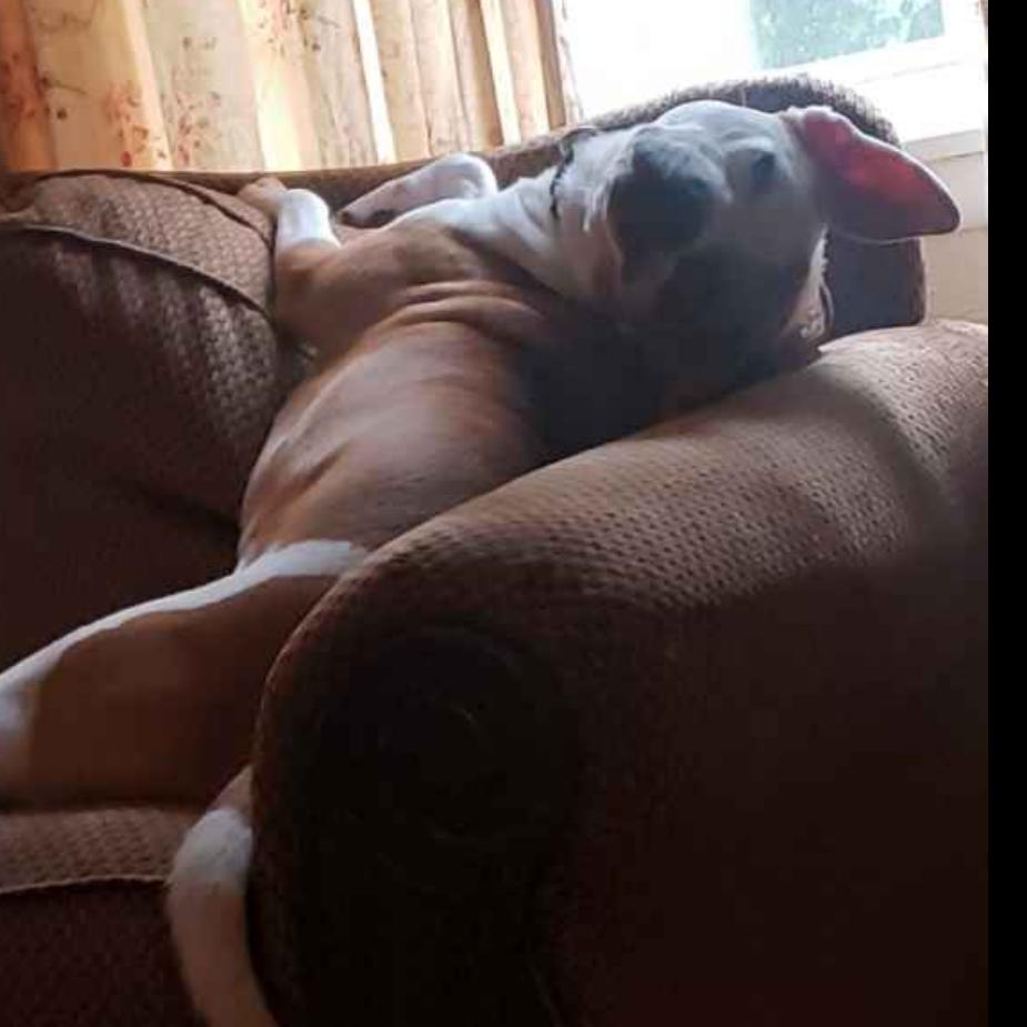 Enlarge Remy, a Adoptable Mixed Breed in Huntington, WV image 5/6