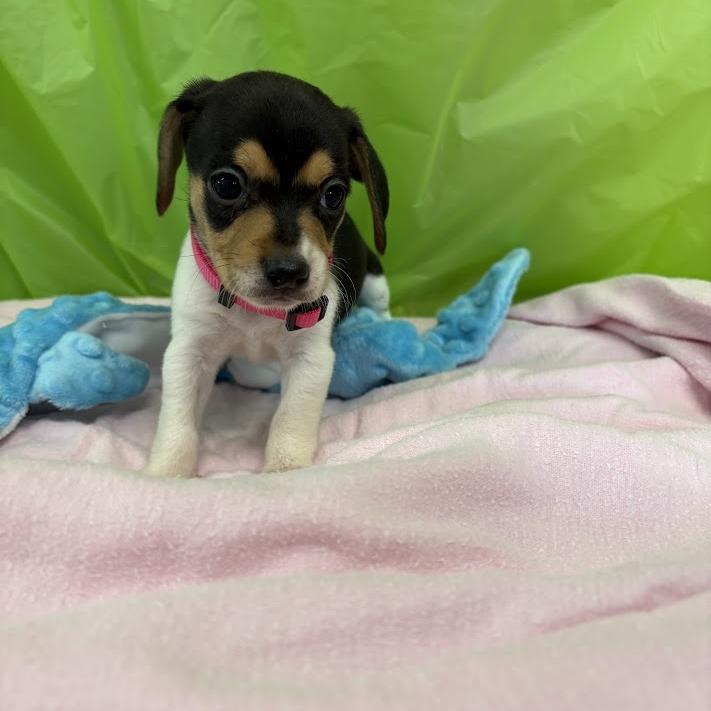 Sunburst, Adoptable, Puppy Female Beagle & Mixed Breed.