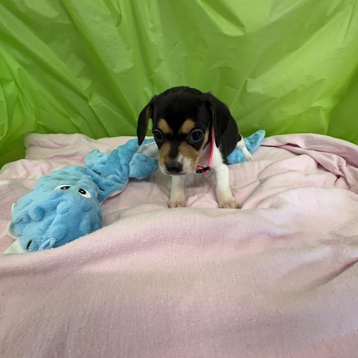 Sunburst, a Adoptable mixed breed in North Charleston, SC image 2/6