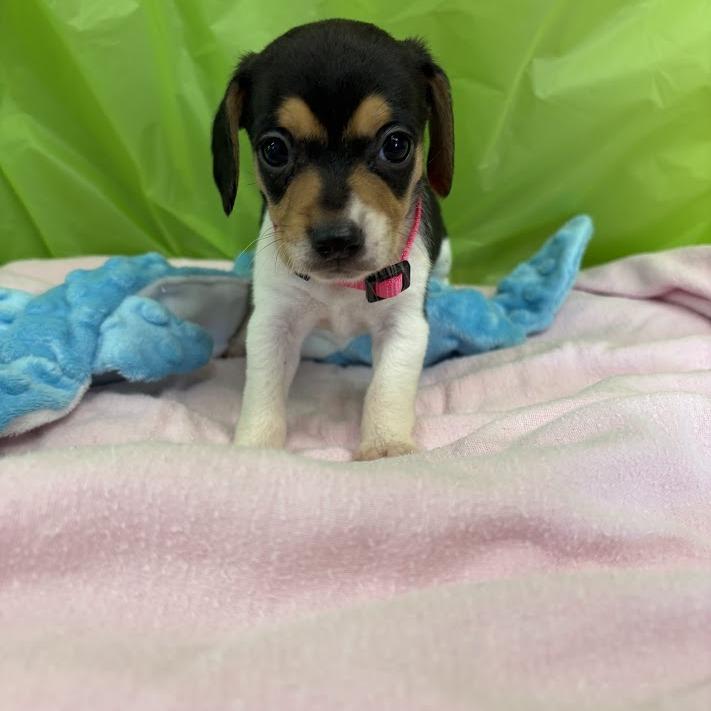 Sunburst, a Adoptable mixed breed in North Charleston, SC image 3/6