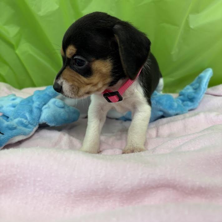 Sunburst, a Adoptable mixed breed in North Charleston, SC image 4/6