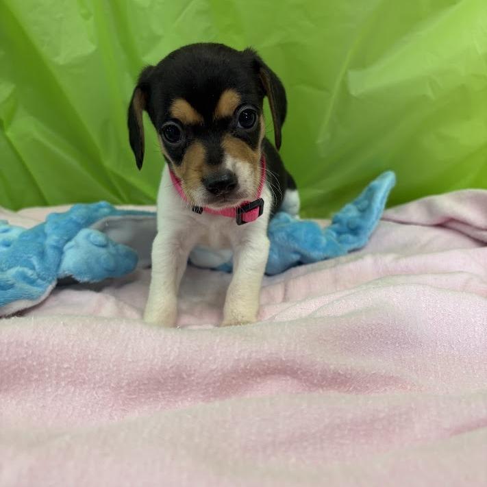Sunburst, a Adoptable mixed breed in North Charleston, SC image 5/6