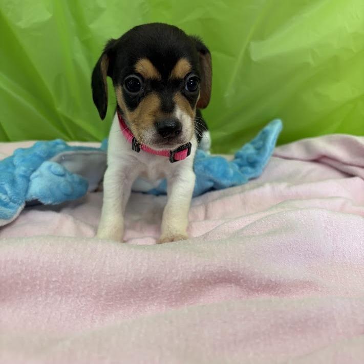 Sunburst, a Adoptable mixed breed in North Charleston, SC image 6/6