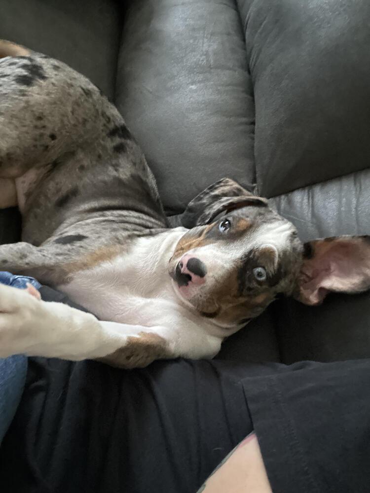 Enlarge Bandit, a Adoptable mixed breed in Chattanooga, TN image 1/6