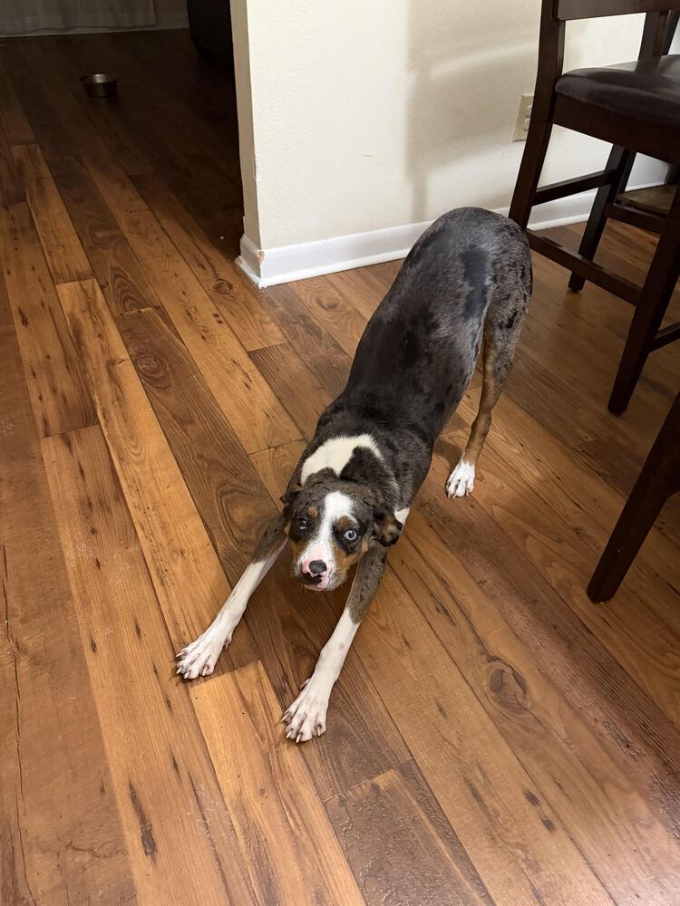 Enlarge Bandit, a Adoptable mixed breed in Chattanooga, TN image 2/6