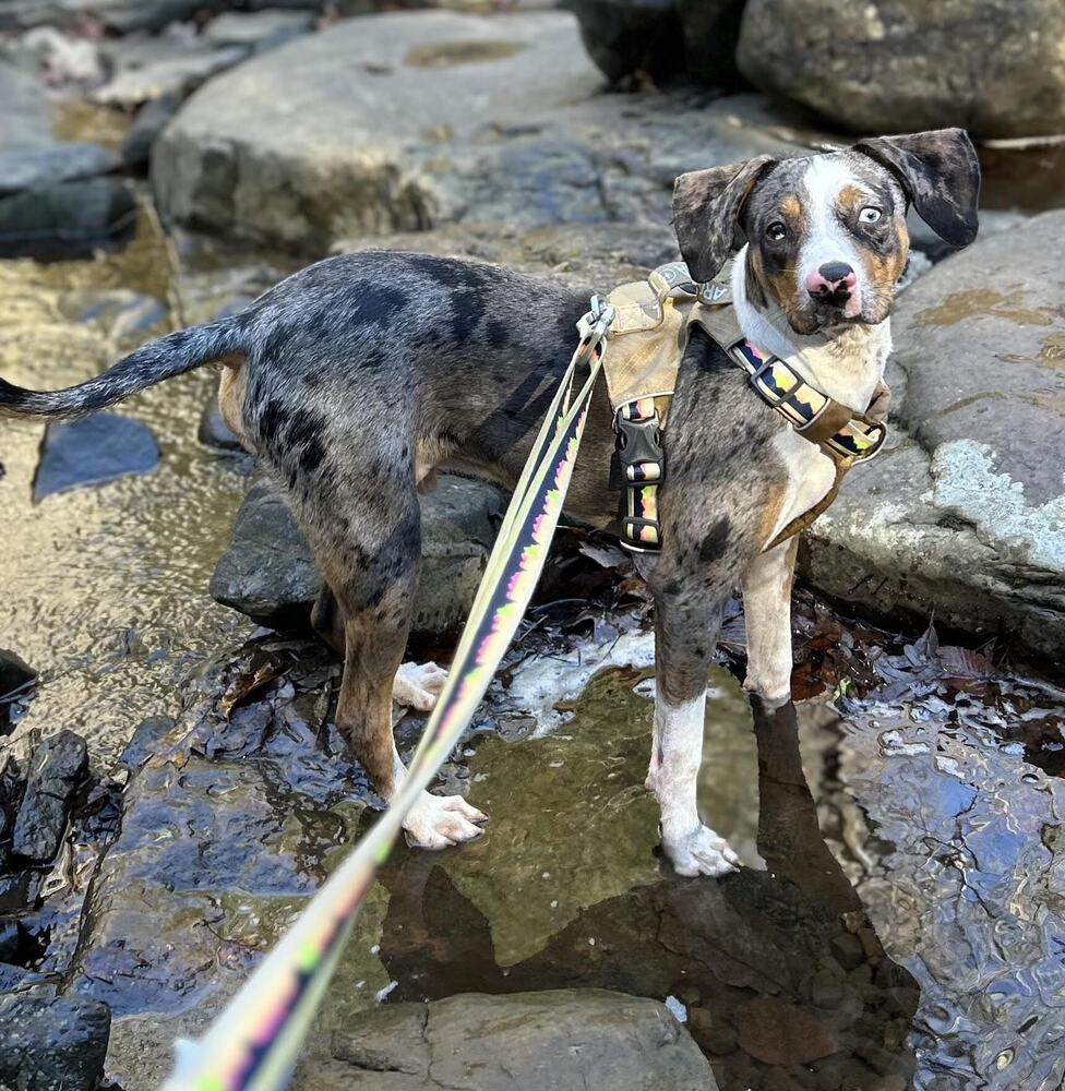 Enlarge Bandit, a Adoptable mixed breed in Chattanooga, TN image 3/6