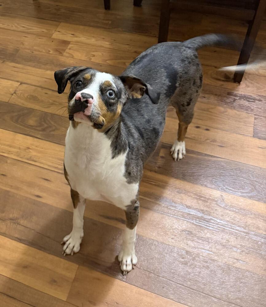 Enlarge Bandit, a Adoptable mixed breed in Chattanooga, TN image 4/6