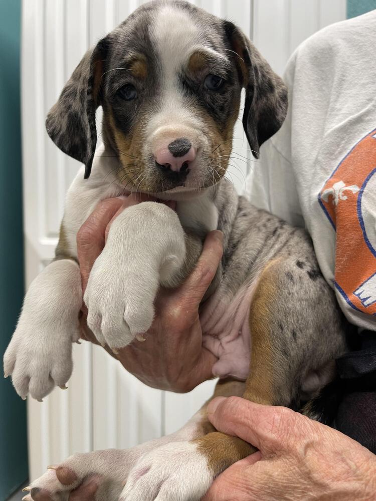 Enlarge Bandit, a Adoptable mixed breed in Chattanooga, TN image 5/6