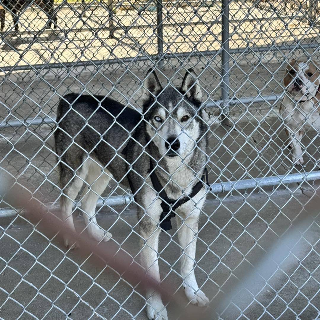 Enlarge Neo, a ADOPTABLE mixed breed in Passaic, NJ image 3/3