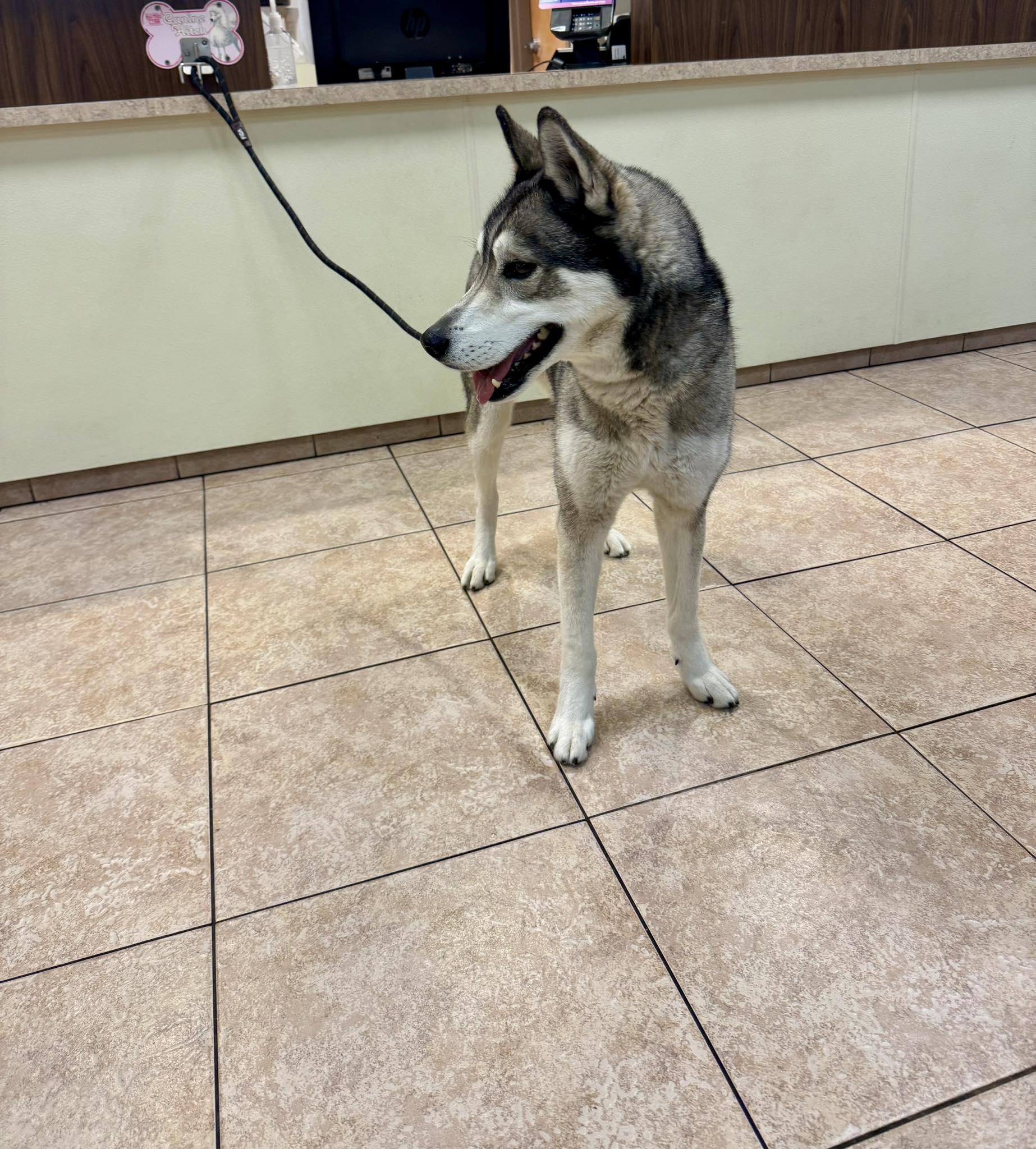 Neo, ADOPTABLE, Adult Male Siberian Husky.