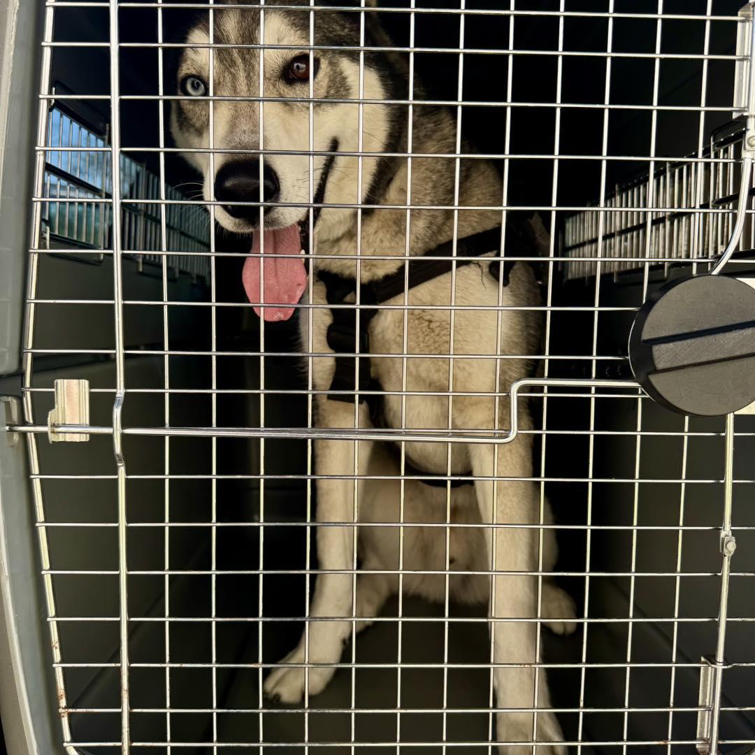 Enlarge Neo, a ADOPTABLE mixed breed in Passaic, NJ image 2/3