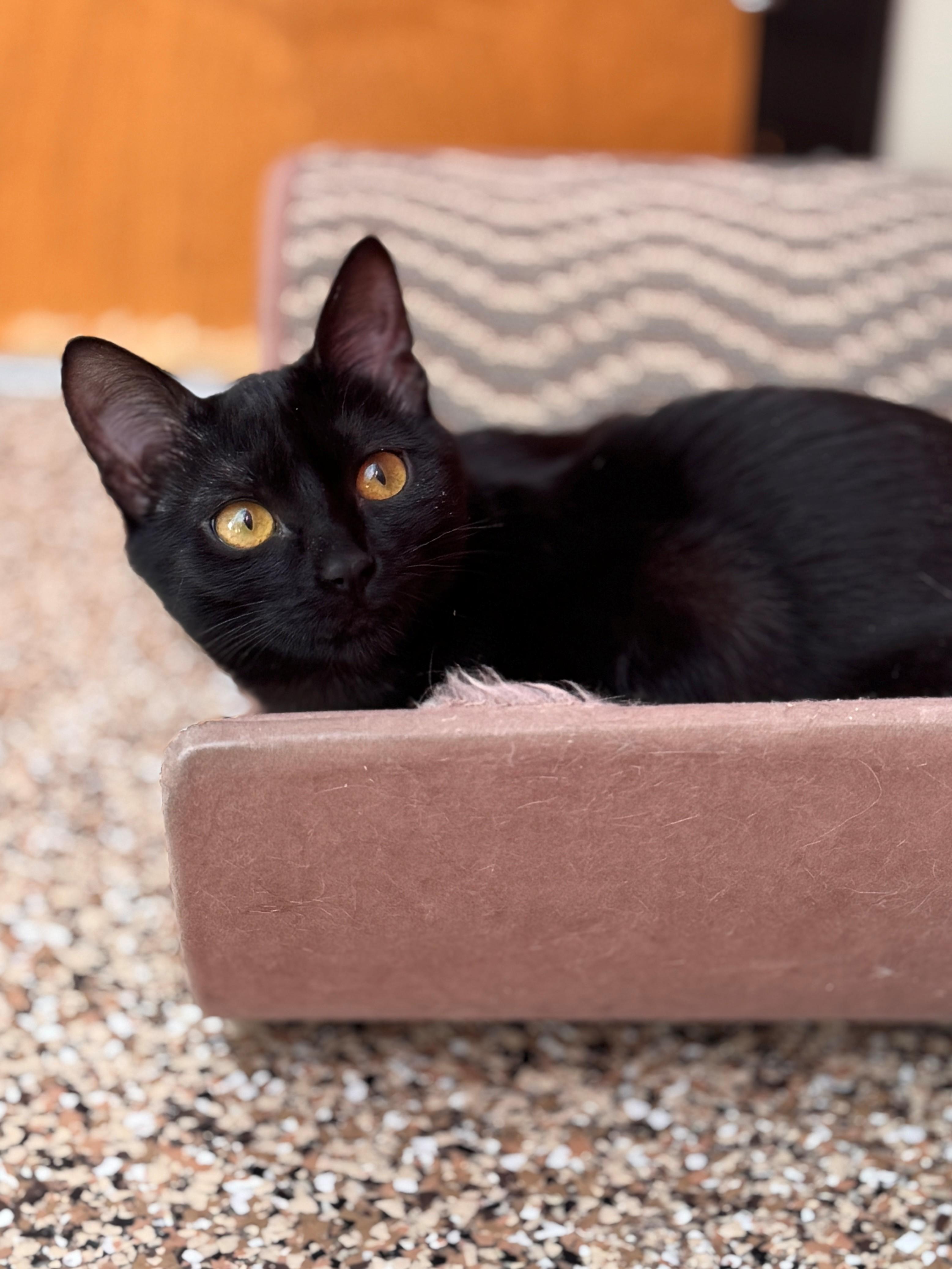Enlarge Sushi, a ADOPTABLE Domestic Short Hair in Hackensack, MN image 3/3