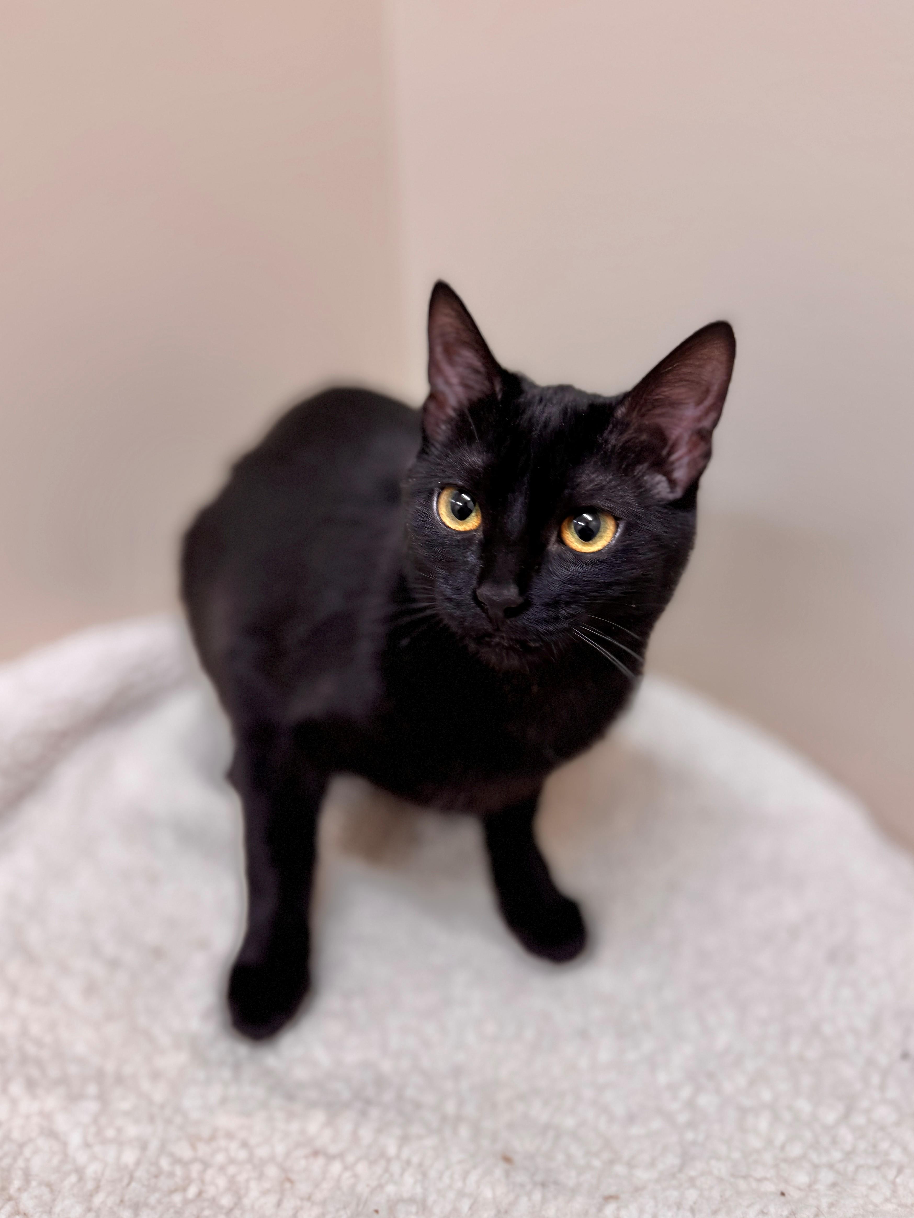Enlarge Sushi, a ADOPTABLE Domestic Short Hair in Hackensack, MN image 1/3