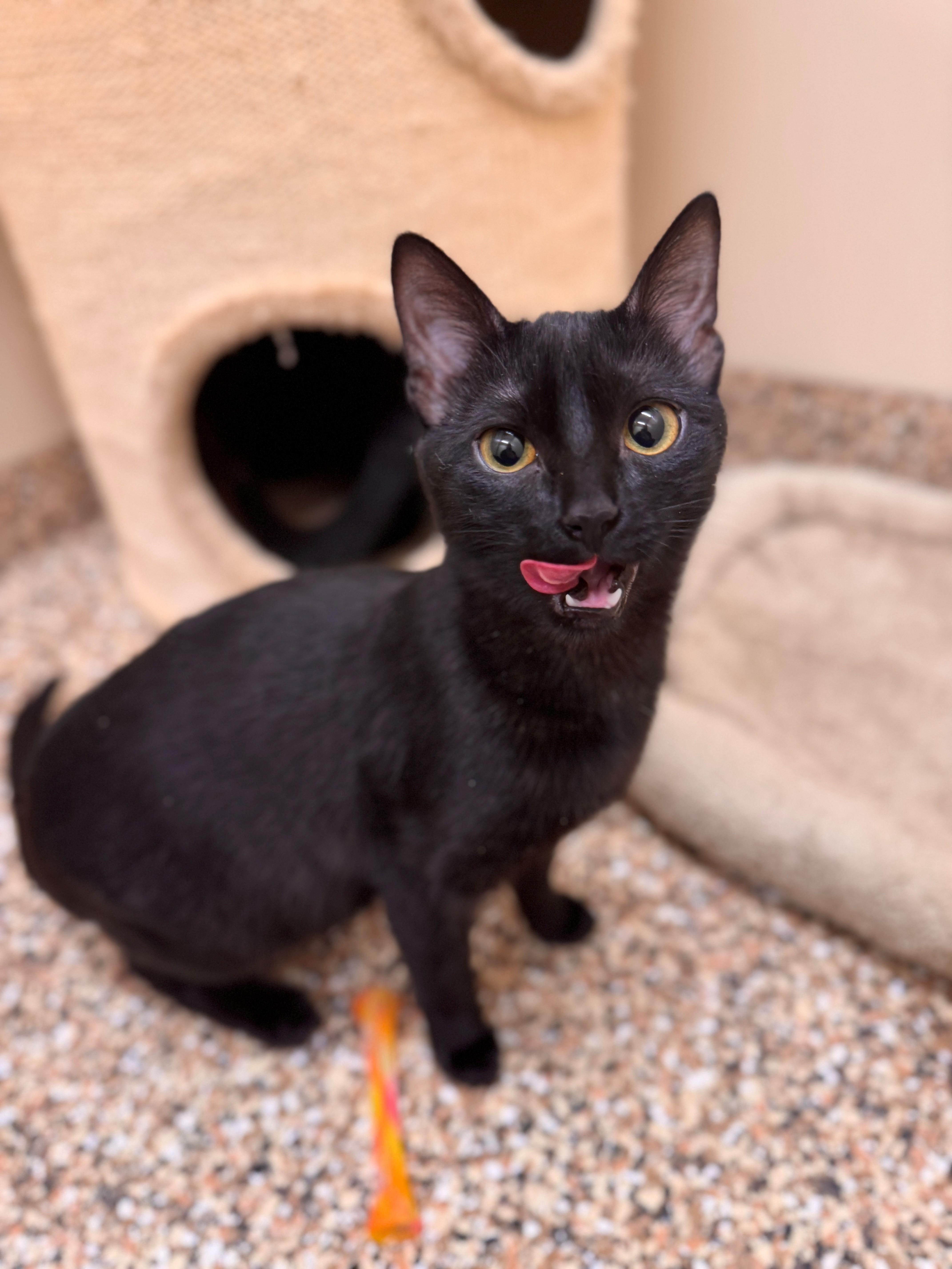 Enlarge Sushi, a ADOPTABLE Domestic Short Hair in Hackensack, MN image 2/3