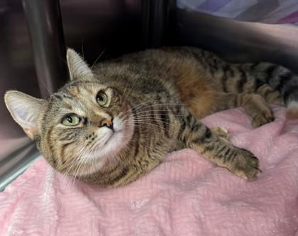 Piper, a Adoptable Domestic Short Hair in Willmar, MN image 1/2