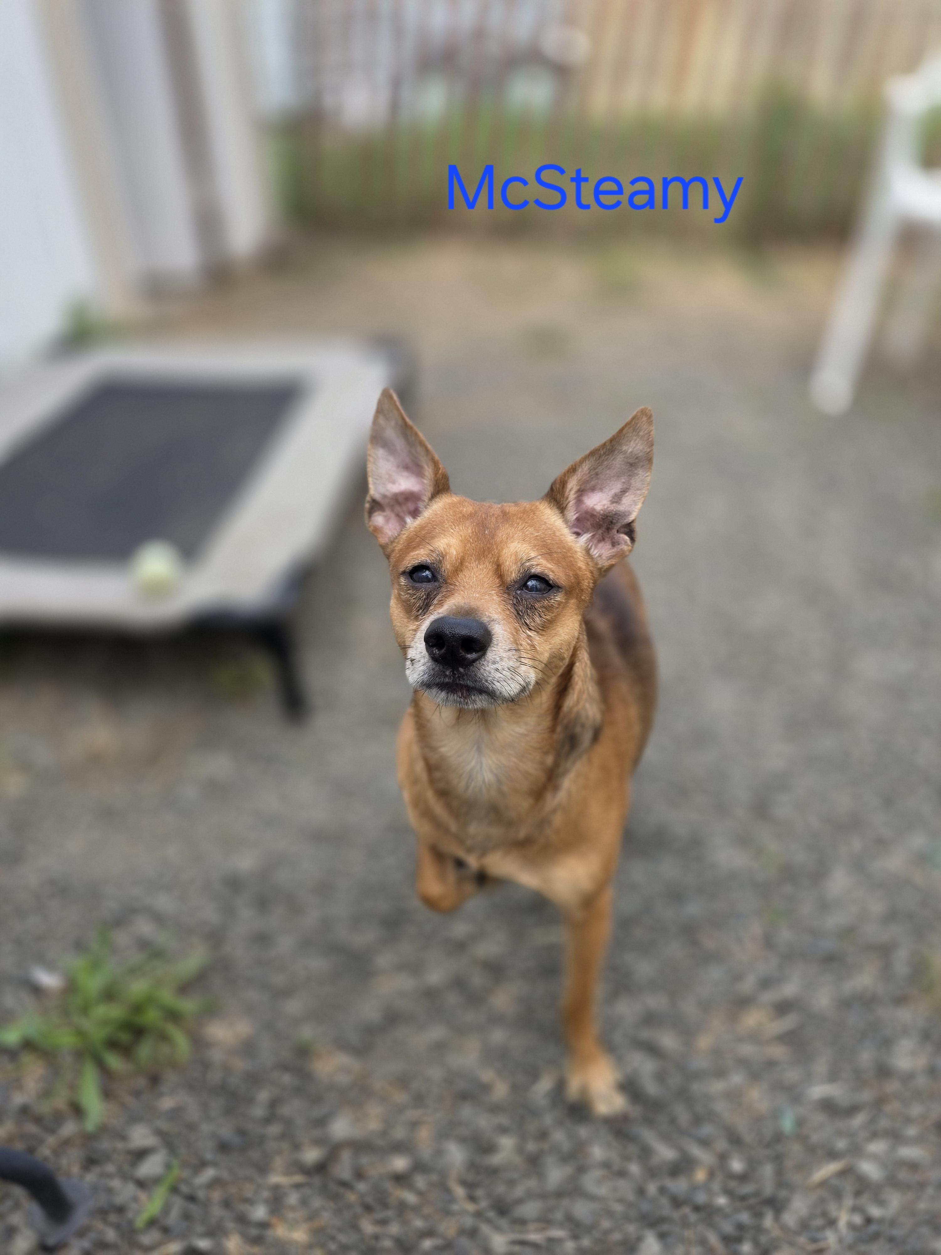 Enlarge McSteamy, a Adoptable Chihuahua in Seattle, WA image 3/6