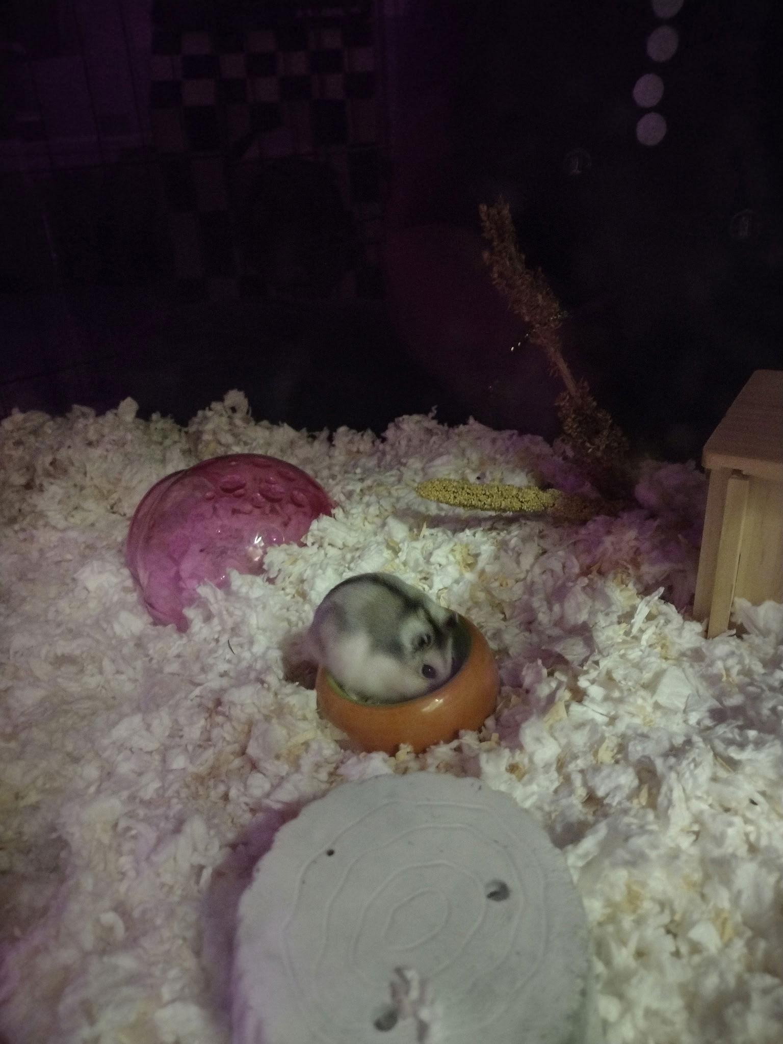 Anthony Edwards ⭐️, Adoptable, Adult Male Hamster.