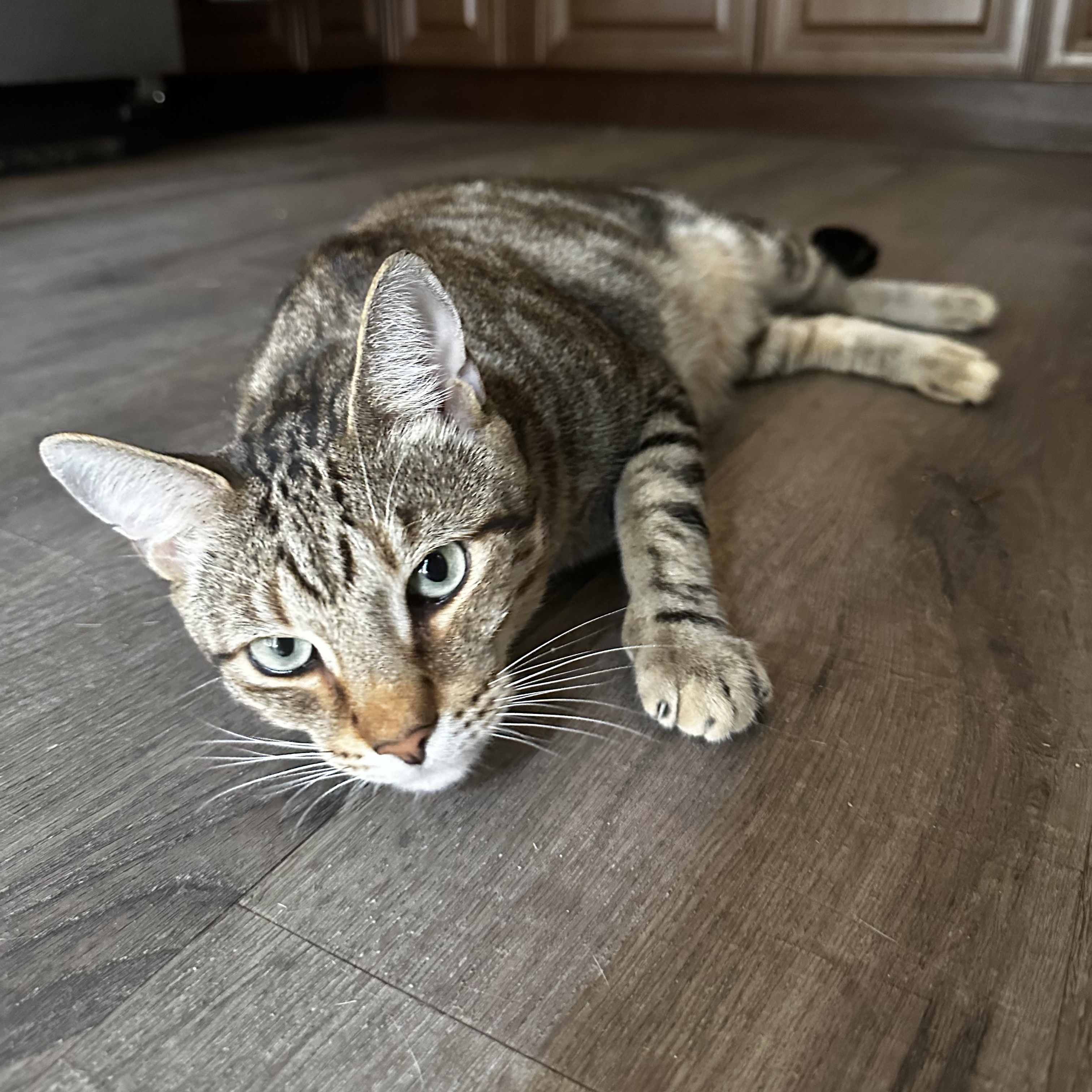 Rambo FIV+, Adopted, Young Male American Shorthair.