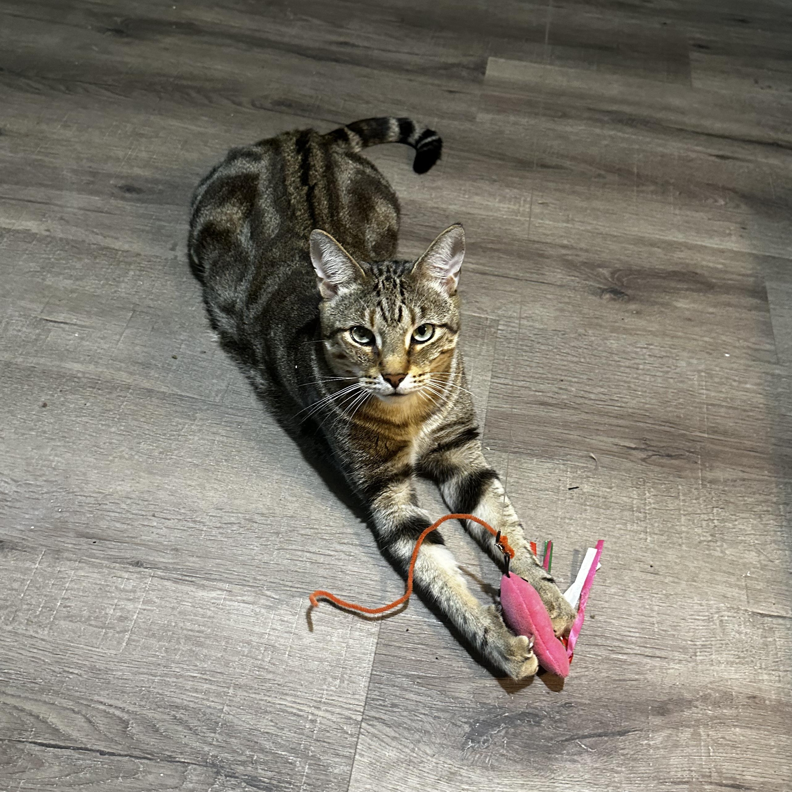 Enlarge Rambo FIV+, a Adopted American Shorthair in Coconut Creek, FL image 2/4