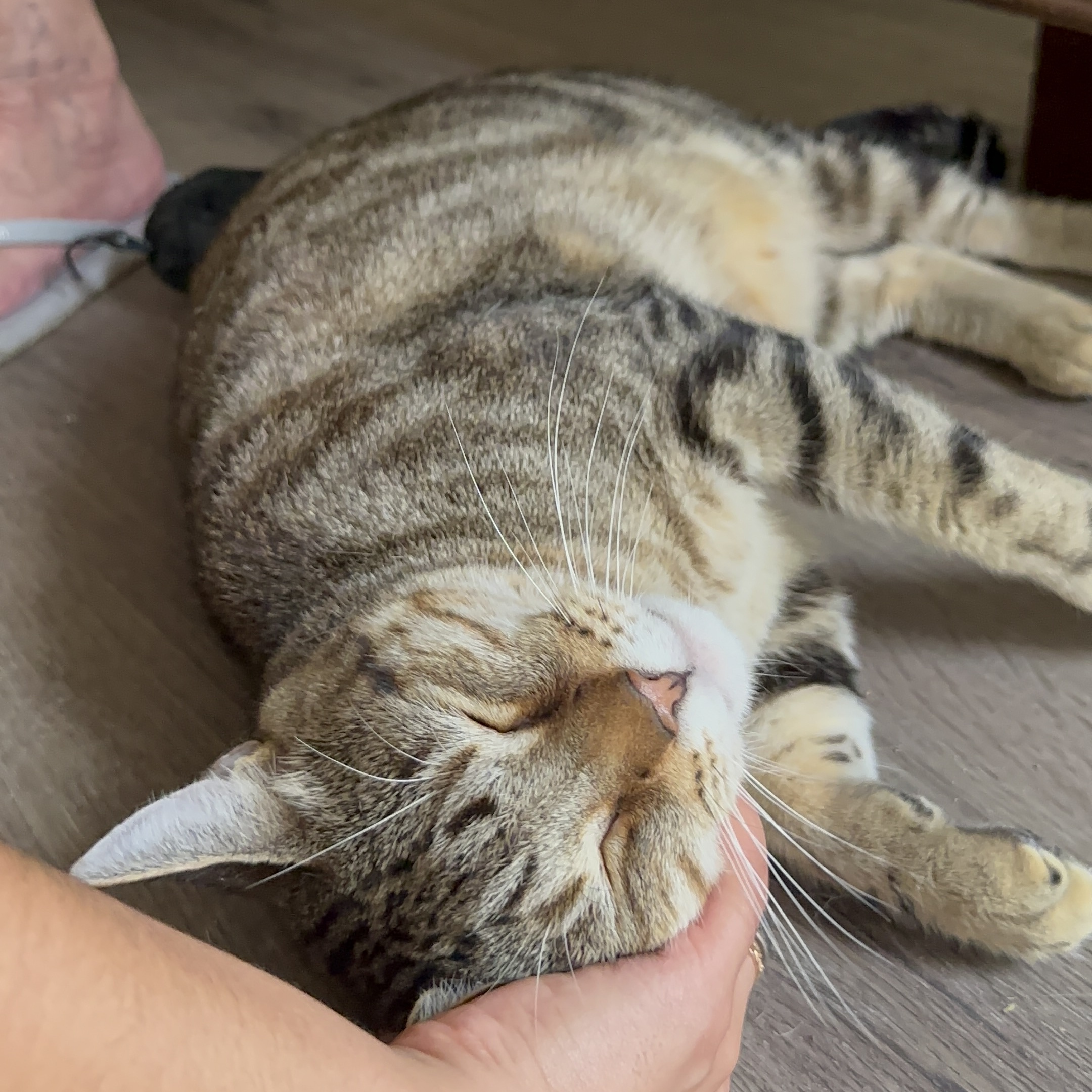 Enlarge Rambo FIV+, a Adopted American Shorthair in Coconut Creek, FL image 3/4