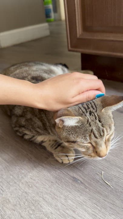 Enlarge Rambo FIV+, a Adopted American Shorthair in Coconut Creek, FL video 4/4