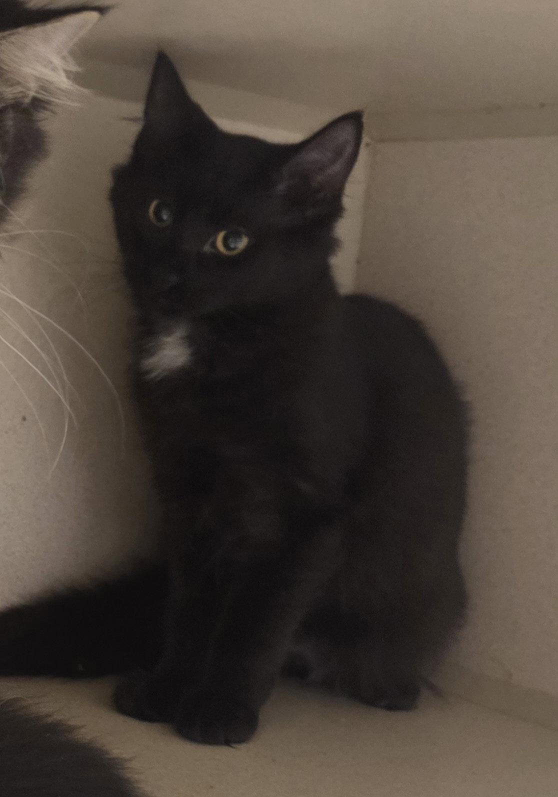 Falkor, Adoptable, Kitten Male Maine Coon & Domestic Long Hair.