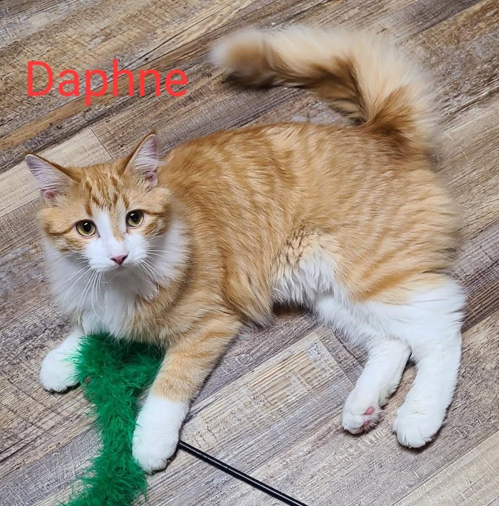 Daphne nka Princess Peach, Adopted, Young Female Domestic Long Hair.