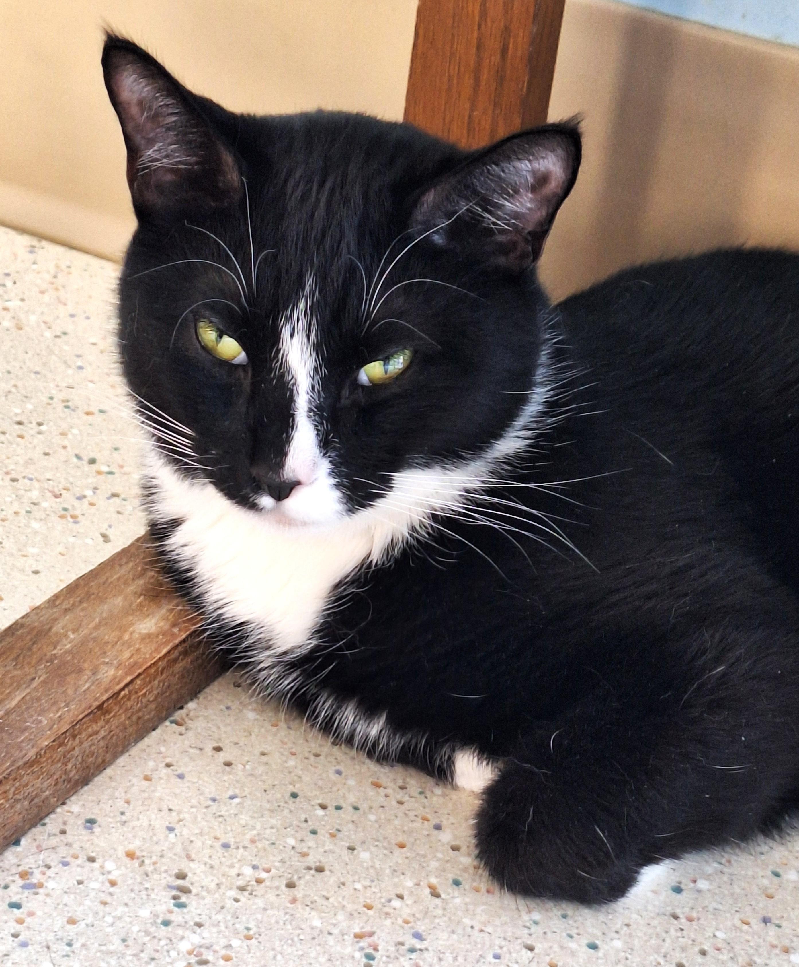 Enlarge Nova - part of a bonded pair with Rongie, a Adoptable mixed breed in Spokane, WA image 2/4