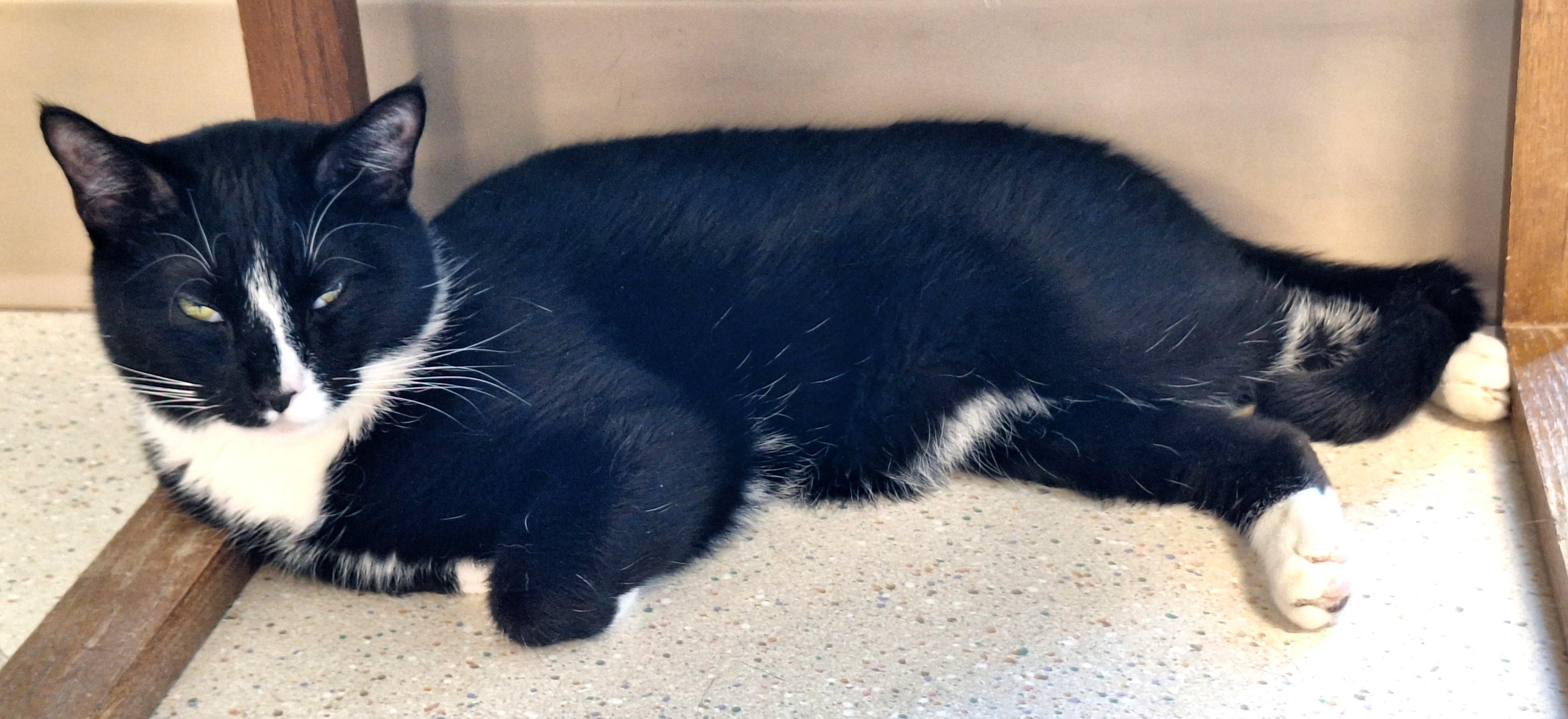 Enlarge Nova - part of a bonded pair with Rongie, a Adoptable mixed breed in Spokane, WA image 4/4