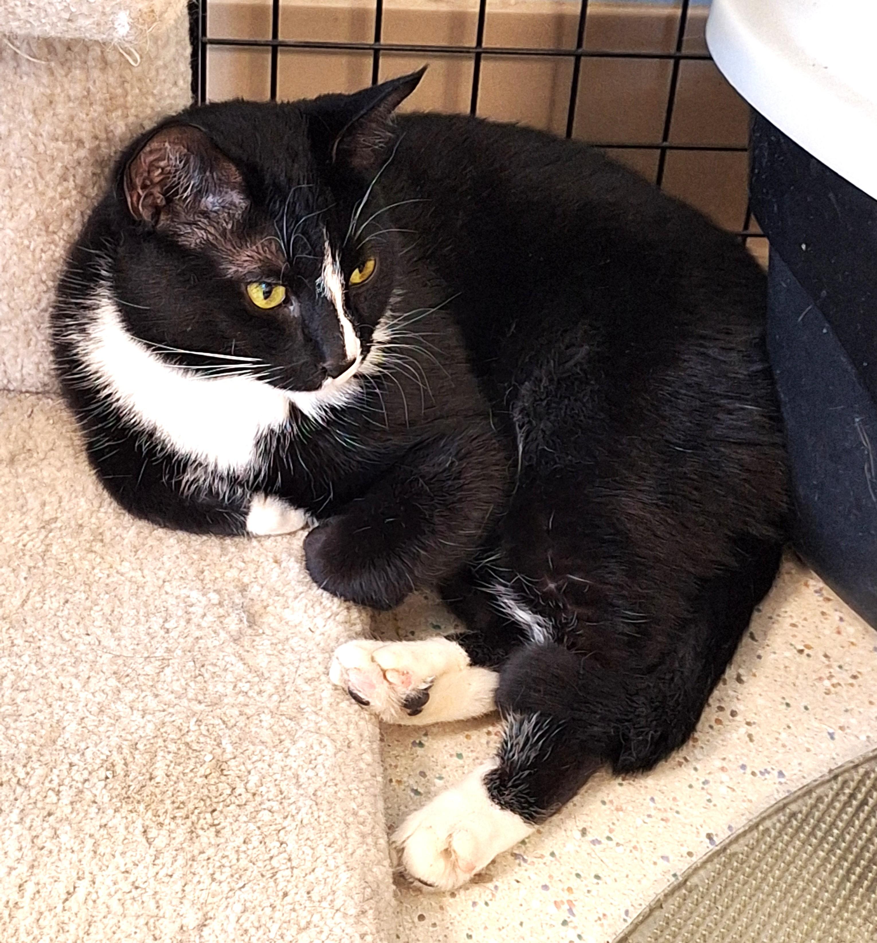 Enlarge Nova - part of a bonded pair with Rongie, a Adoptable mixed breed in Spokane, WA image 3/4