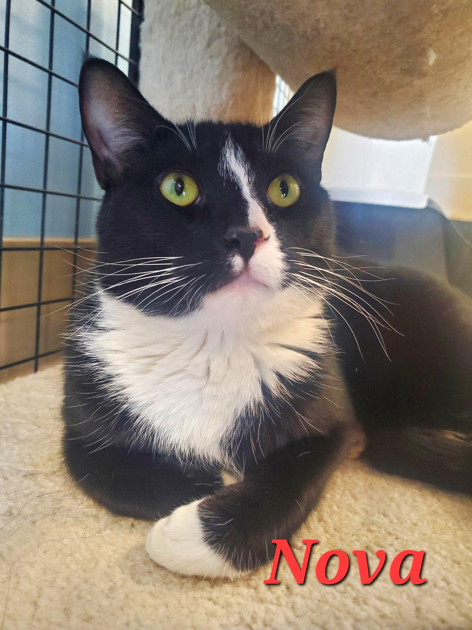 Nova - part of a bonded pair with Rongie, Adoptable, Adult Male Domestic Short Hair.
