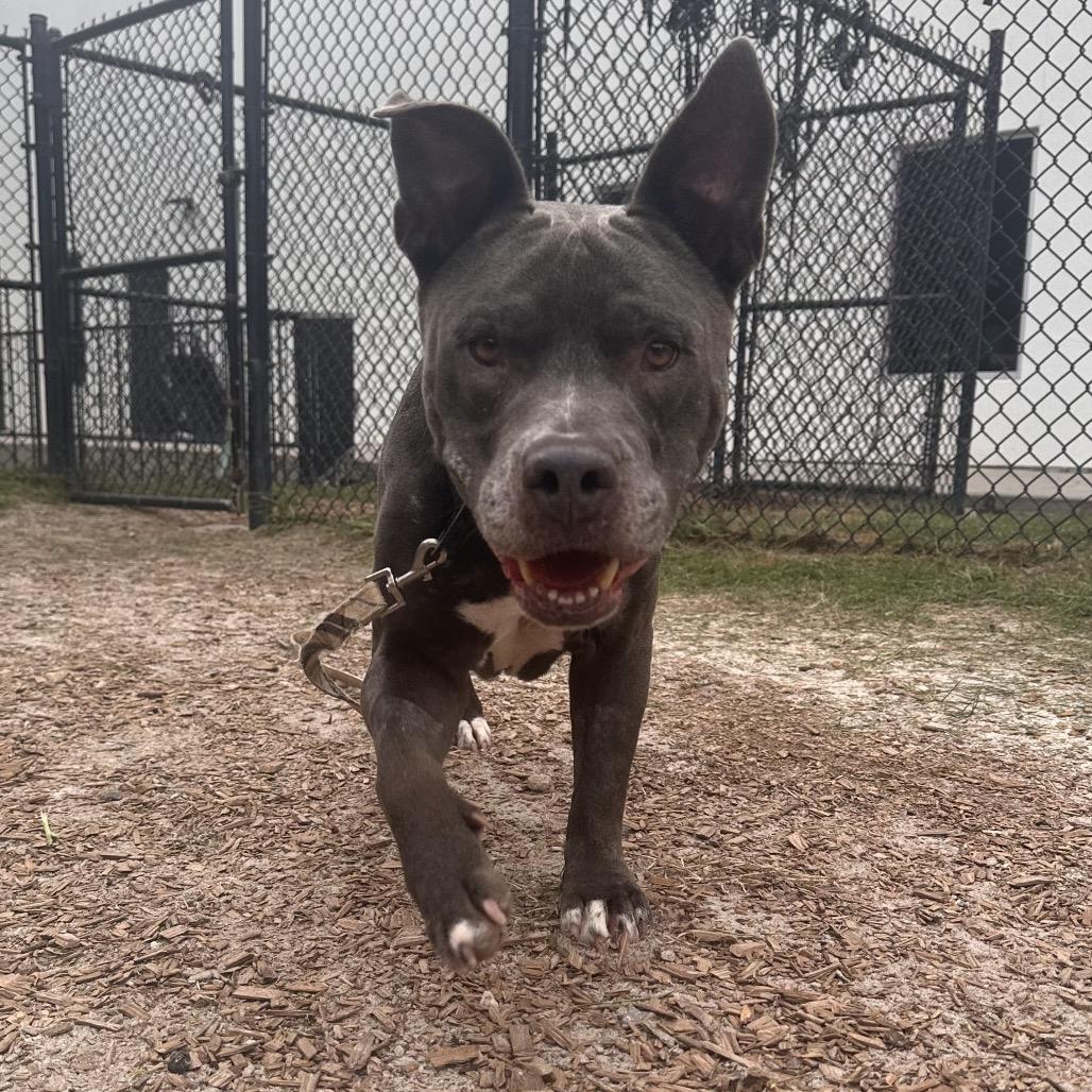 Bert, Adoptable, Adult Male Mixed Breed.