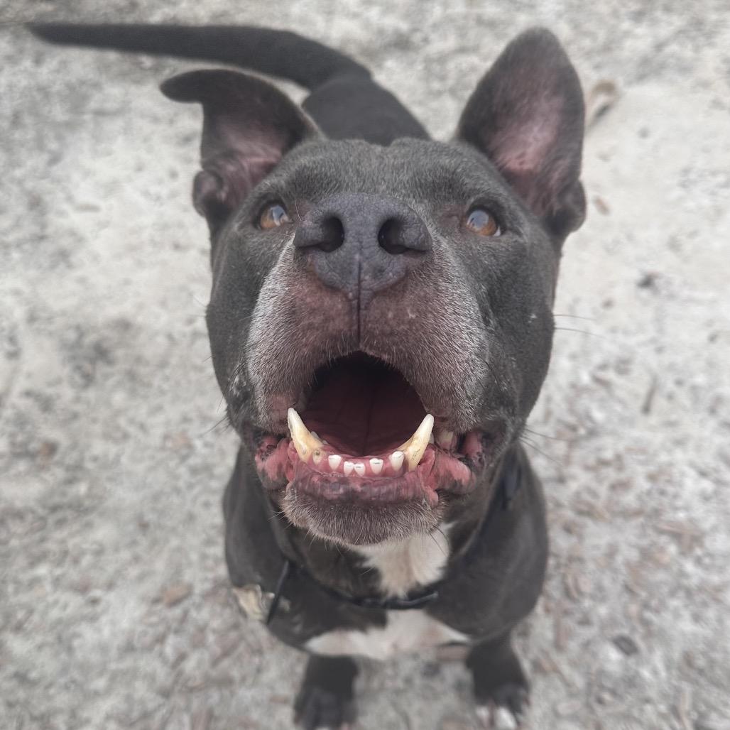 Bert, a Adoptable Mixed Breed in Jacksonville, FL image 2/5